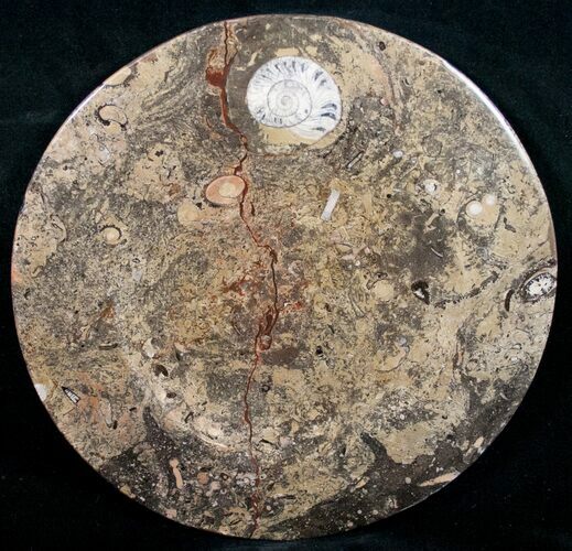 Fossil Orthoceras & Goniatite Plate - Stoneware #11331